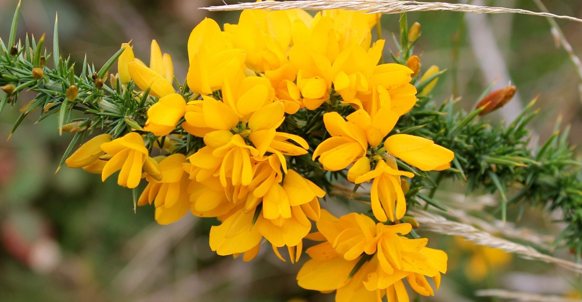 Gorse flowers